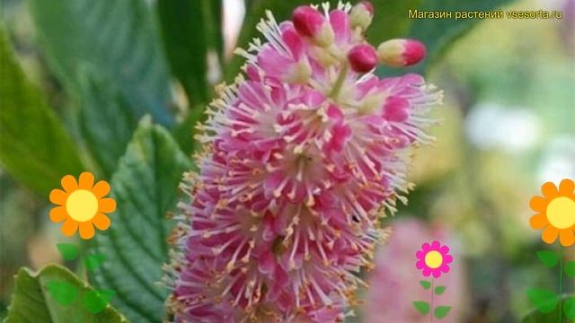 Клетра ольхолистная Пинк Спаер. Краткий обзор, описание характеристик clethra alnifolia Pink Spire смотреть онлайн