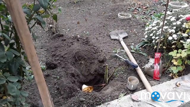 Посадка розы и осенняя подкормка для розочек смотреть онлайн