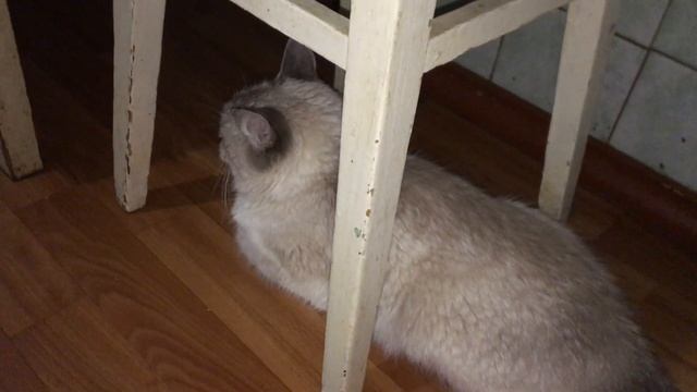 КОШКА МУСЯ НЕ БОИТСЯ ШУМА ГАЗОВОГО КОТЛА! ЛЕЖИТ, НАБЛЮДАЕТ! смотреть онлайн