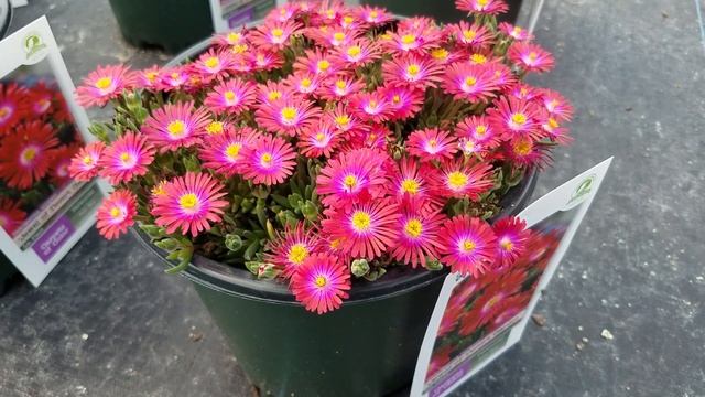 Delosperma Jewel Of Desert 'Garnet' (Ice Plant) // Amazingly Bright, Drought Tolerant Perennials