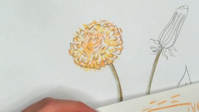 ART on MONDAYS - Lesson 15, 2021 - Botanical painting, Dandelion with a color pencils 2 смотреть онлайн