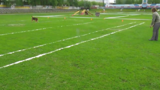 Airedale Terrier "Rus Falkrim Parker Kris" - Pitch&Go Maxi смотреть онлайн