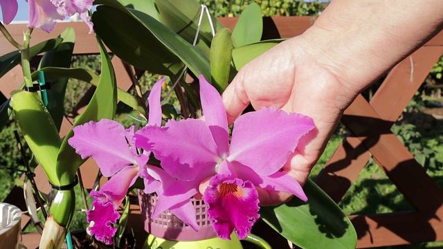Осенние каттлеи Cattleya Labiata и Cattleya Maxima