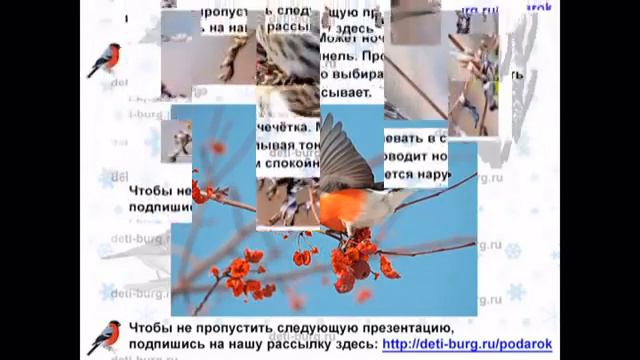 Как зимуют птицы смотреть онлайн