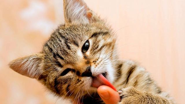 Котенок музыка, слова и вокал Аллы Бобровой смотреть онлайн