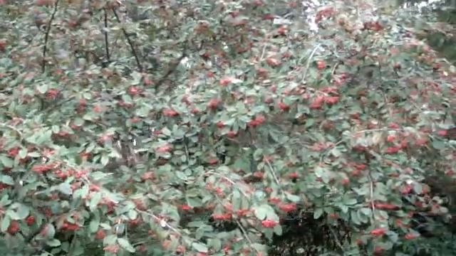 Кизильник поздний (Cotoneaster serotinus) смотреть онлайн