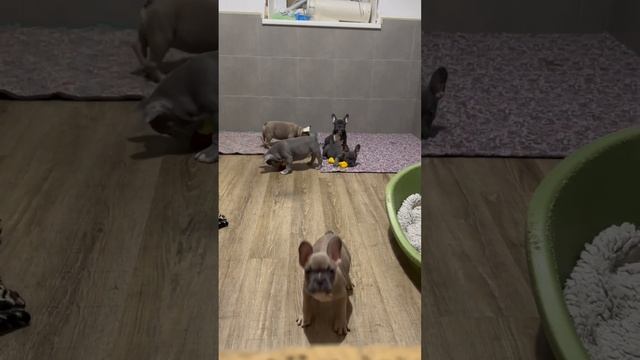 Меня покажи? Щенки французского бульдога смотреть онлайн