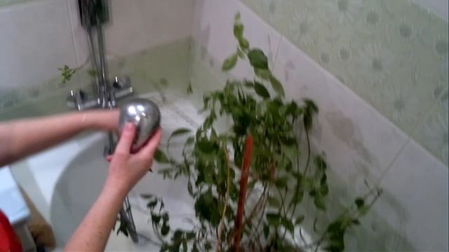 "Вредители комнатных растений" и их уничтожение при помощи хозяйственного мыла, часть вторая. смотреть онлайн