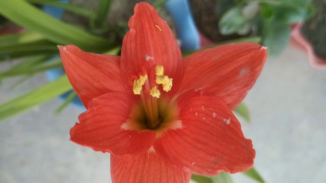 How to grow Amaryllis lily || Care of plants|| Vaani plants|| смотреть онлайн