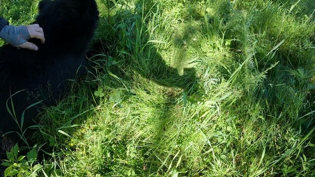 Делаем Дусе массаж. смотреть онлайн