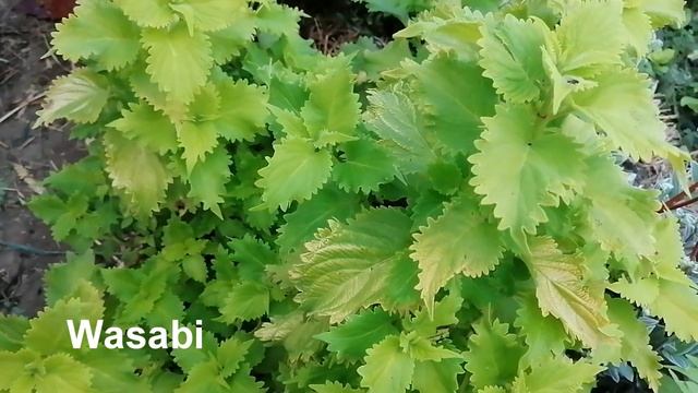 Колеусы Hipsters zooey French quarter Pele Bronze pagoda Wasabi Inferno Wonderful смотреть онлайн