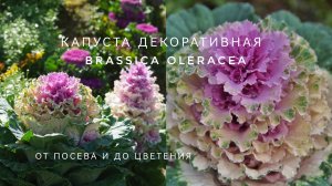 КАПУСТА ДЕКОРАТИВНАЯ ОТ  ПОСЕВА ДО ЦВЕТЕНИЯ