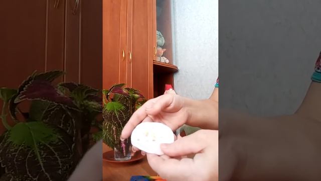 Болгарский перец.Мочить или не мочить?)) смотреть онлайн
