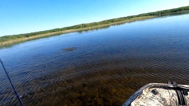 РЫБА-КРАСАВА. ЗМЕЕДУШИТЕЛЬНАЯ ИСТОРИЯ часть 2. Ловля змееголова на лягушку. смотреть онлайн