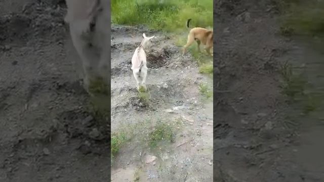 Ты мне нравишься, давай дружить! смотреть онлайн