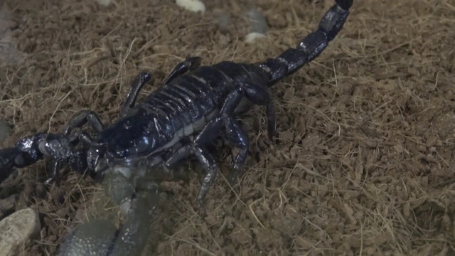 БОЛЬШОЙ ЗООПАРК ЭКЗОТИЧЕСКИХ ЖИВОТНЫХ В ТВЕРИ смотреть онлайн