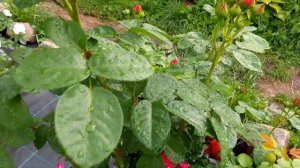 ЦВЕТУТ МОИ РОЗЫ 2022 год  Роза 4-х ветров(Rose des 4 Vents) Аскот (Ascot),Аспирин(Aspirin Rose)