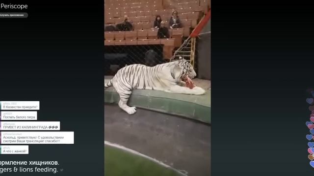 Жесть!!! Нападение тигров у Запашных!!! смотреть онлайн