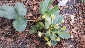 Удобрение для клубники Акварин, Пуршат-М и Ароматная клубника. Эксперимент.