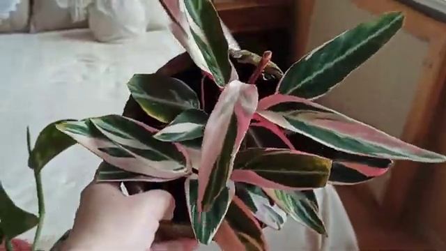 Комнатные цветы-новинки. Epipremnum Pinnatum Marble Planet. И Philodendron Red Beauty.