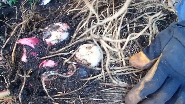 Saving Tender Bulbs, Tubers & Rhizomes - Wisconsin Garden Video Blog 1059 смотреть онлайн