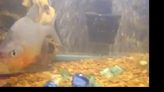 Pacus pt. 1 смотреть онлайн