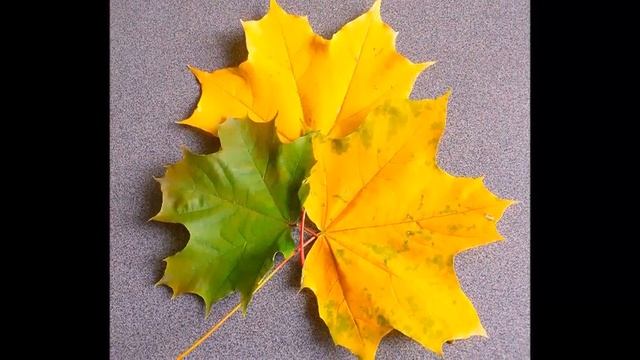 Цвета Осени ФотоДрузья 29 10 2023 смотреть онлайн