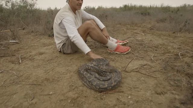 Pitón más grande de África calcula ataque a Frank | Wild Frank en África | Animal Planet смотреть онлайн