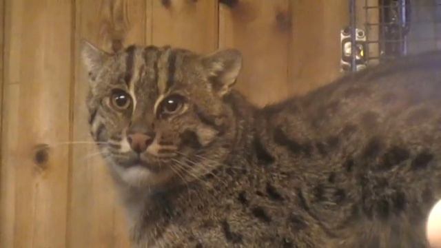 Novosibirsk Zoo Jungle Cat Дикий камышовый кот