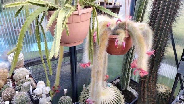 Коллекция Кактусов.Лихтенбергия,эхинопсисы гибридные,огромный цереус,вечернее цветение.Cacteen. смотреть онлайн