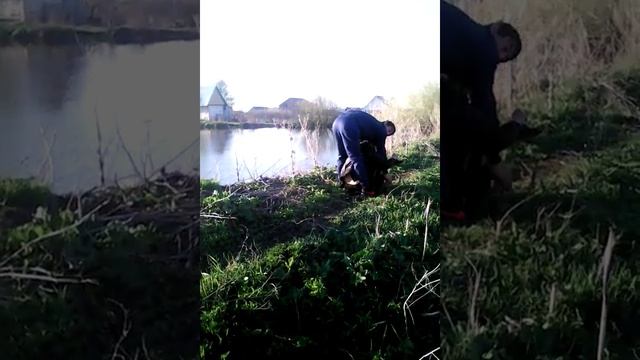 Пьяную невесту жених тащит в загс смотреть онлайн