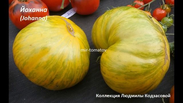 ЛУЧШИЕ СОРТА ТОМАТОВ + РОЖДЕСТВЕНСКАЯ АКЦИЯ смотреть онлайн