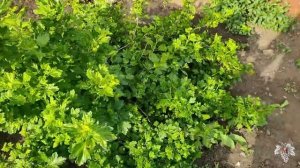 Почему болеет Крыжовник и как бороться с его болезнями!