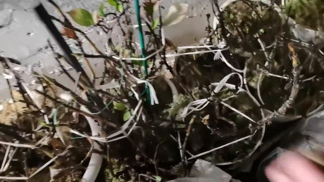 Когда доставать РАСТЕНИЯ их холодной зимовки в погребе? смотреть онлайн