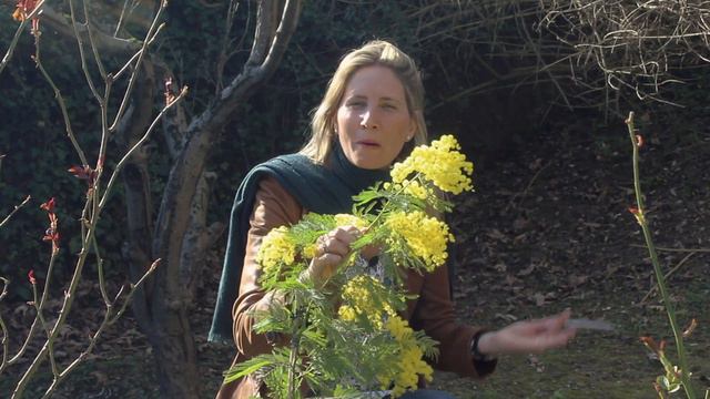 Le mimosa expliqué par Camille Le Feuvre la fondatrice de la marque pH fragrances. смотреть онлайн