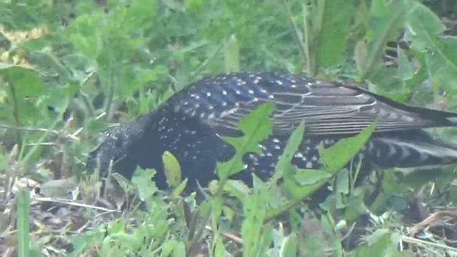 птицы обитающие в Белгородской области прохоровка