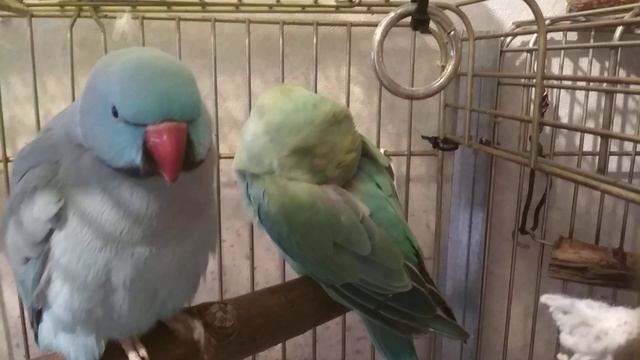Как Шура ухаживает за Бусинкой. Ожереловые попугаи. Брачно-любовный период смотреть онлайн