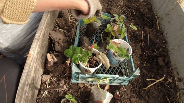 Посадка клубники в теплицу осенью смотреть онлайн