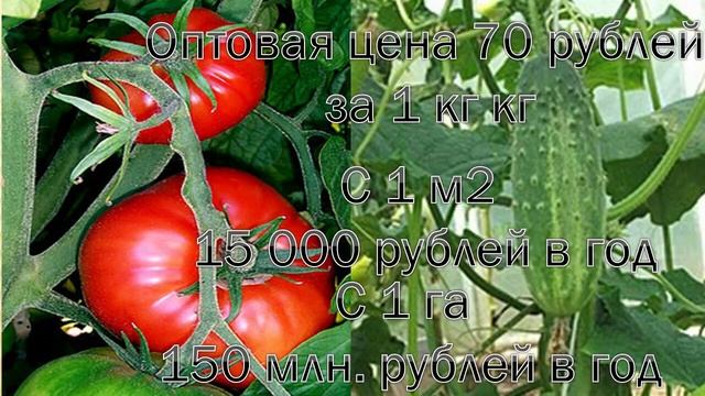 Теплица по цене 30 000 рублей за м2. Это много или мало смотреть онлайн