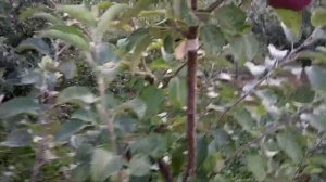 Сорт яблони Эрли Женева