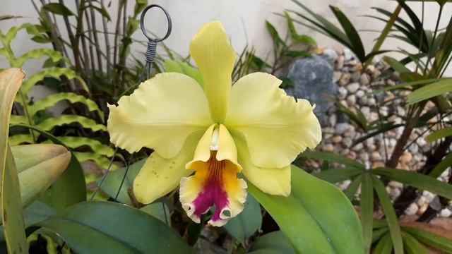 floração blc memória Helen brow 2021 смотреть онлайн