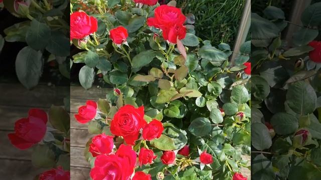 Rose Dominica смотреть онлайн