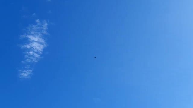 Сегодняшний гон бойных голубей смотреть онлайн