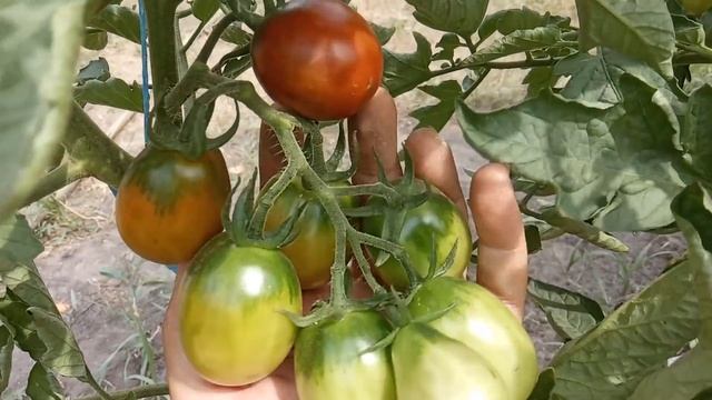 Сорта томатов 2021 г. смотреть онлайн