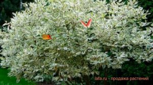 Дерен белый (cornus alba) ? белый дерен обзор: как сажать, саженцы дерена