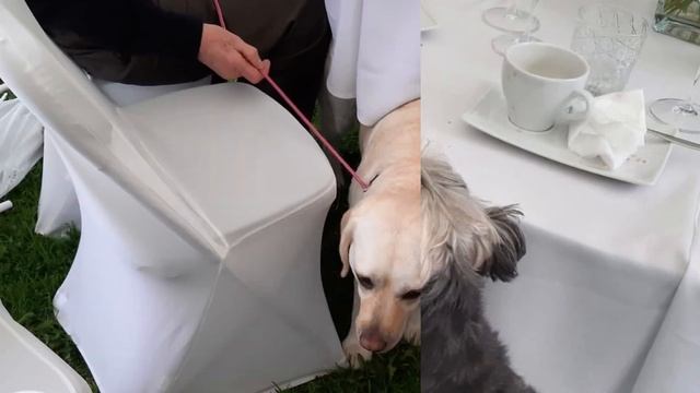 Четыре лапы и два уха. Главные гости на вечеринке! смотреть онлайн