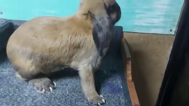 #французские бараны (Новая самка в хозяйстве 5 месяцев ) смотреть онлайн