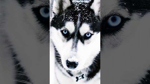 клип диалоги тет а тет смотреть онлайн