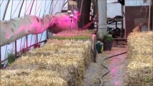 ВЫРАЩИВАНИЕ  ОВОЩЕЙ НА СОЛОМЕННЫХ ТЮКАХ 1часть