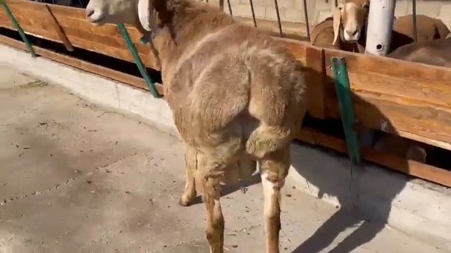 Внук Красавицы и Виконта смотреть онлайн